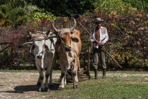 Campesino con dos bueyes de arado en un camino rural