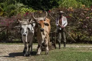 Campesino con dos bueyes de arado en un camino rural